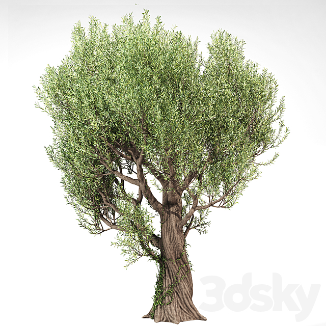 Olive Tree With Vines 3ds Max - thumbnail 3