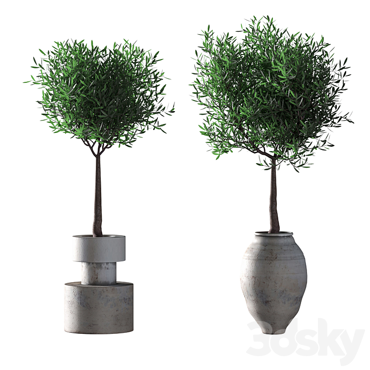 Olive trees. 2 models 3DS Max - thumbnail 1