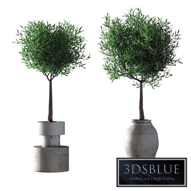 Olive trees. 2 models 3DS Max - thumbnail 3