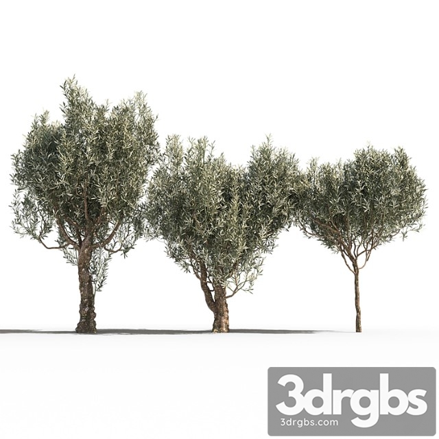 Olive Trees 3 3dsmax Download - thumbnail 1