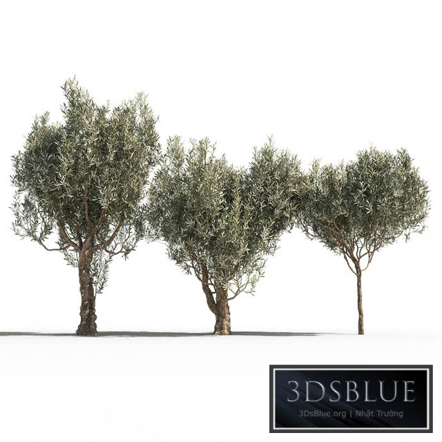 Olive Trees 3 (Olive Trees 3) 3DS Max - thumbnail 3