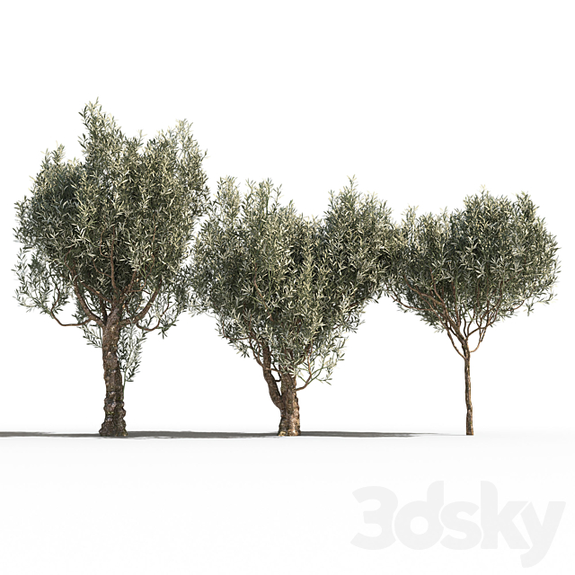 Olive Trees 3 (Olive Trees 3) 3DS Max Model - thumbnail 1