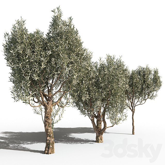 Olive Trees 3 (Olive Trees 3) 3DS Max Model - thumbnail 2