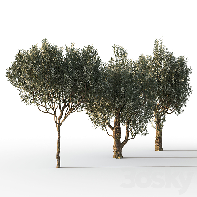 Olive Trees 3 (Olive Trees 3) 3DS Max Model - thumbnail 3