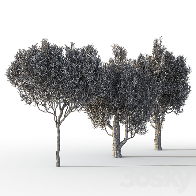 Olive Trees 3 (Olive Trees 3) 3DS Max Model - thumbnail 4