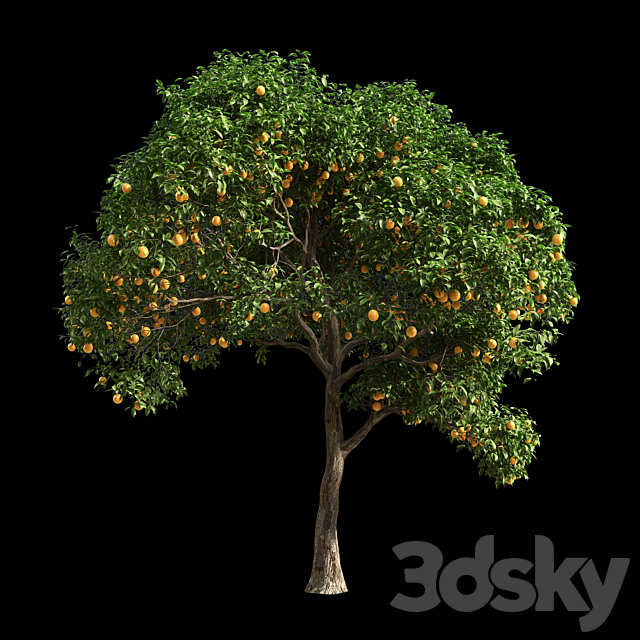 Orange Tree 1 3ds Max - thumbnail 1