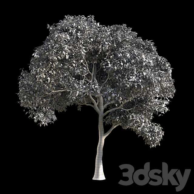 Orange Tree 1 3ds Max - thumbnail 2