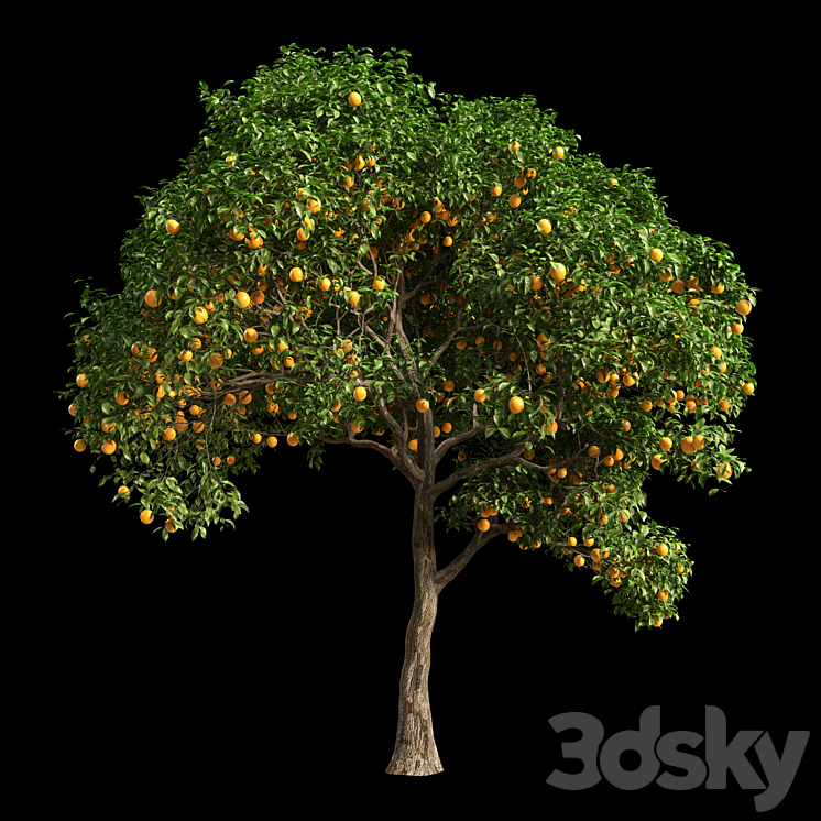 Orange Tree 10 3DS Max - thumbnail 1