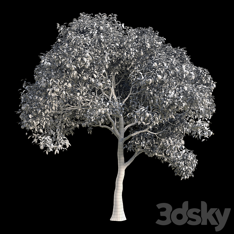 Orange Tree 10 3DS Max - thumbnail 2