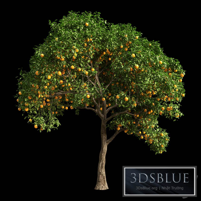 Orange Tree 10 3DS Max - thumbnail 3