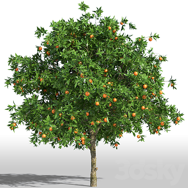 Orange Tree _ Orange tree 3DSMax File - thumbnail 1