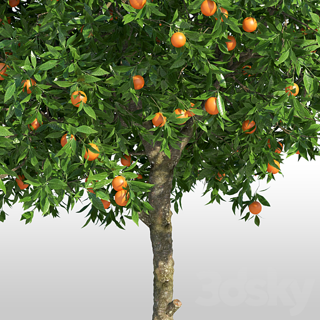 Orange Tree _ Orange tree 3DSMax File - thumbnail 2