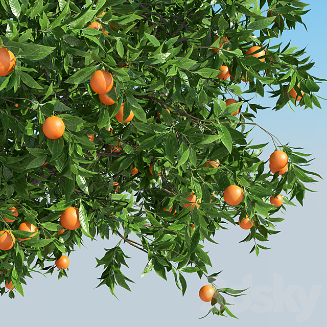 Orange Tree _ Orange tree 3DSMax File - thumbnail 3