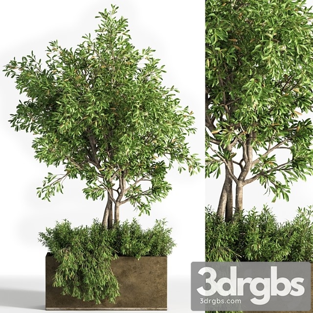 Outdoor Plants Tree 13 3dsmax Download - thumbnail 1