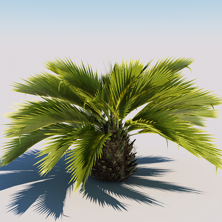 Palm 3DS Max - thumbnail 1