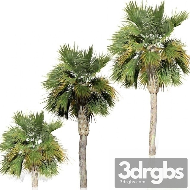 Palm Big Tree 3dsmax Download - thumbnail 1