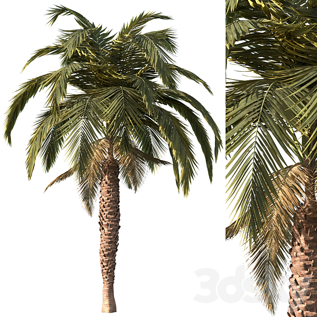 Palm tree vol1 3ds Max - thumbnail 1