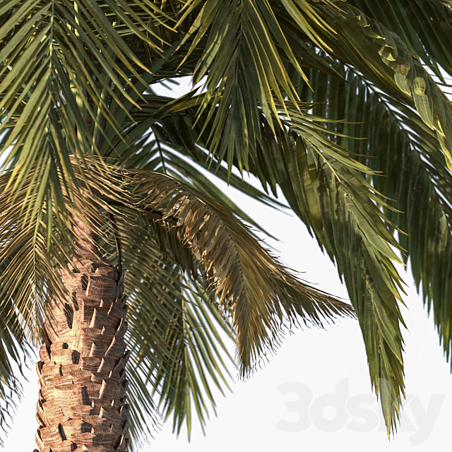 Palm tree vol1 3ds Max - thumbnail 2