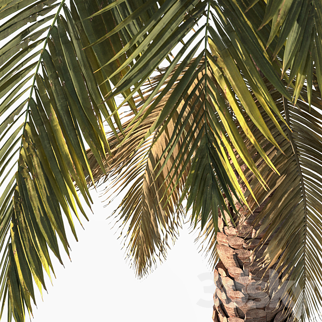 Palm tree vol1 3ds Max - thumbnail 3