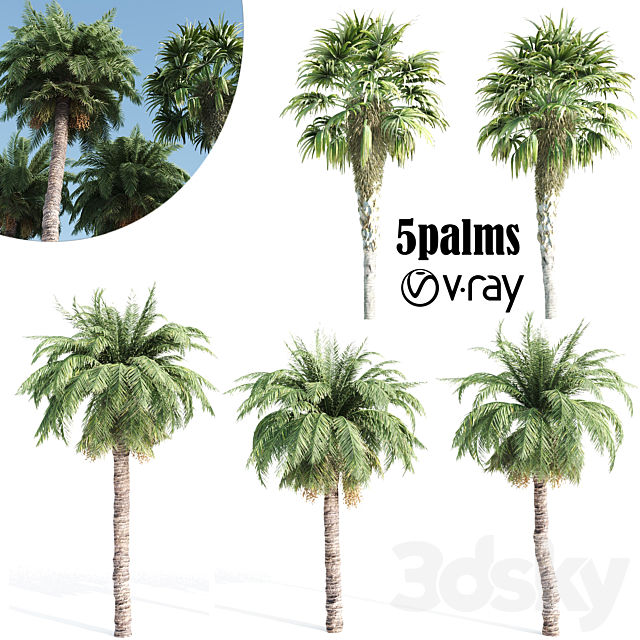 palm tree- vray 3ds Max - thumbnail 1