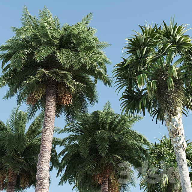 palm tree- vray 3ds Max - thumbnail 2