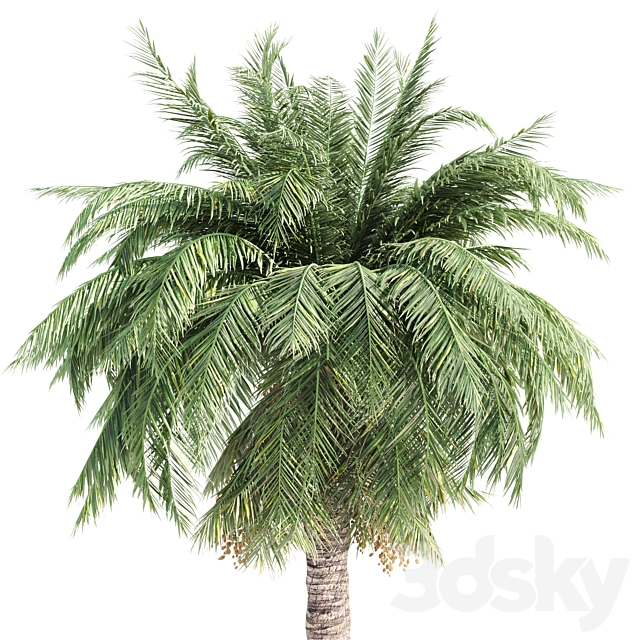 palm tree- vray 3ds Max - thumbnail 3