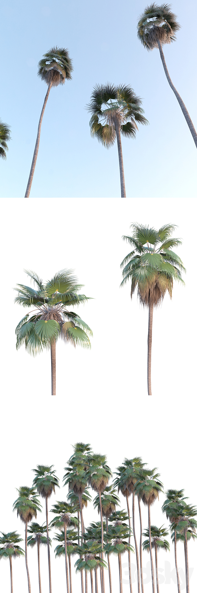 Palm Tree – Washingtonia robusta 3DS Max Model - thumbnail 2