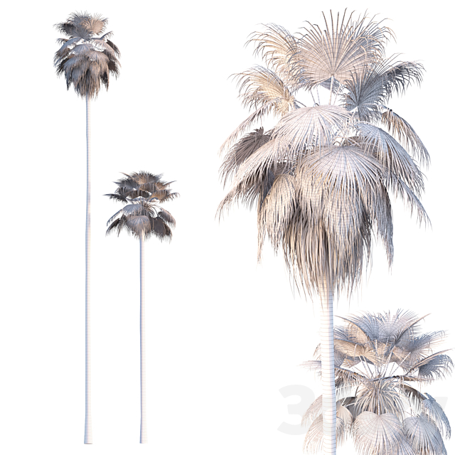 Palm Tree – Washingtonia robusta 3DS Max Model - thumbnail 3