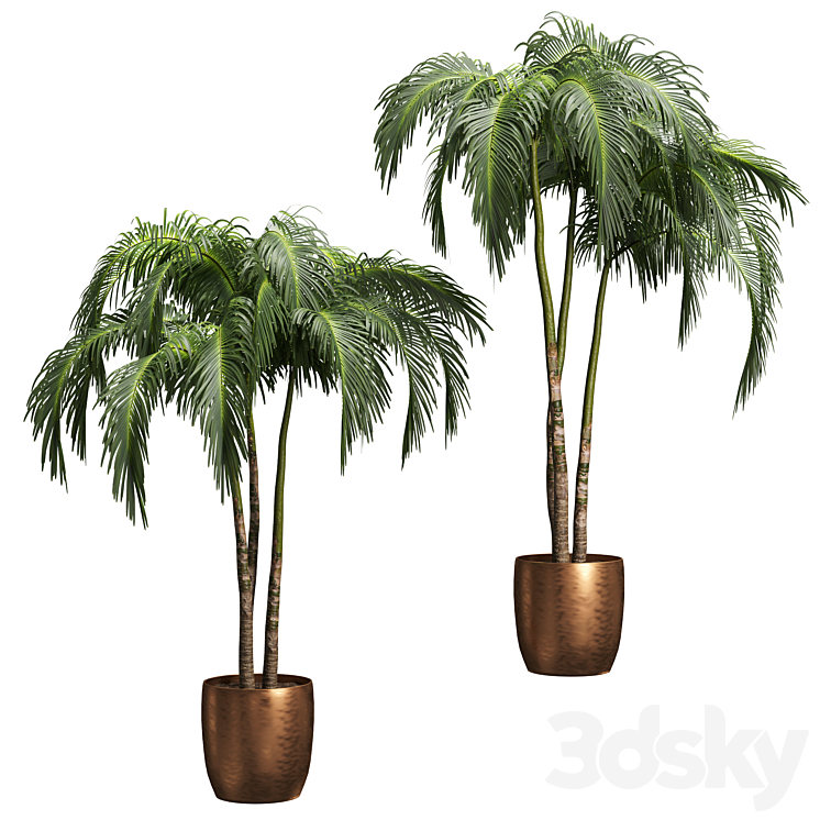 Palms in tubs. 6 models 3DS Max - thumbnail 1