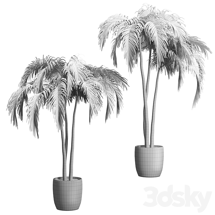 Palms in tubs. 6 models 3DS Max - thumbnail 2