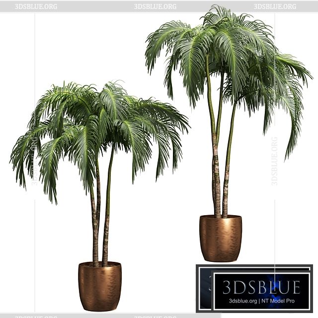 Palms in tubs. 6 models 3DS Max - thumbnail 3