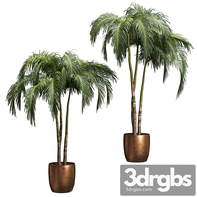 Palms in tubs. 6 models - thumbnail 1