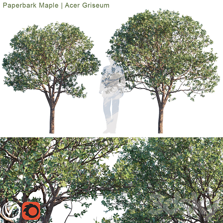 Paperbark Maple | Acer Griseum # 2 3DS Max - thumbnail 1