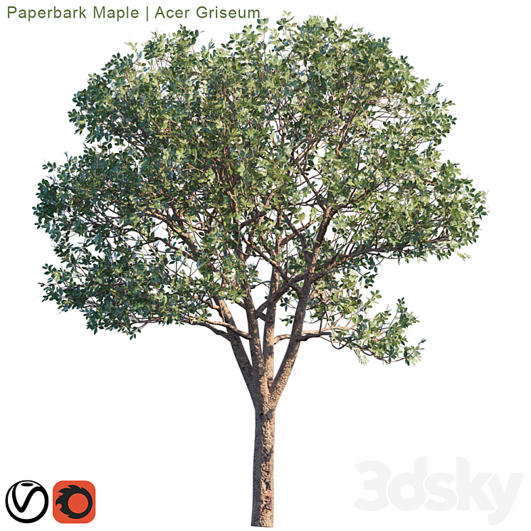 Paperbark Maple | Acer Griseum # 2 3DS Max - thumbnail 2