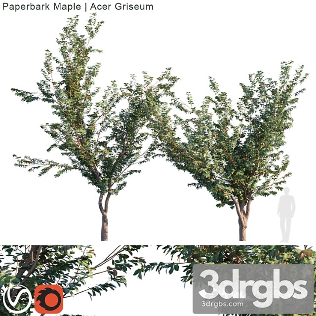 Paperbark Maple Acer Griseum 3dsmax Download - thumbnail 1