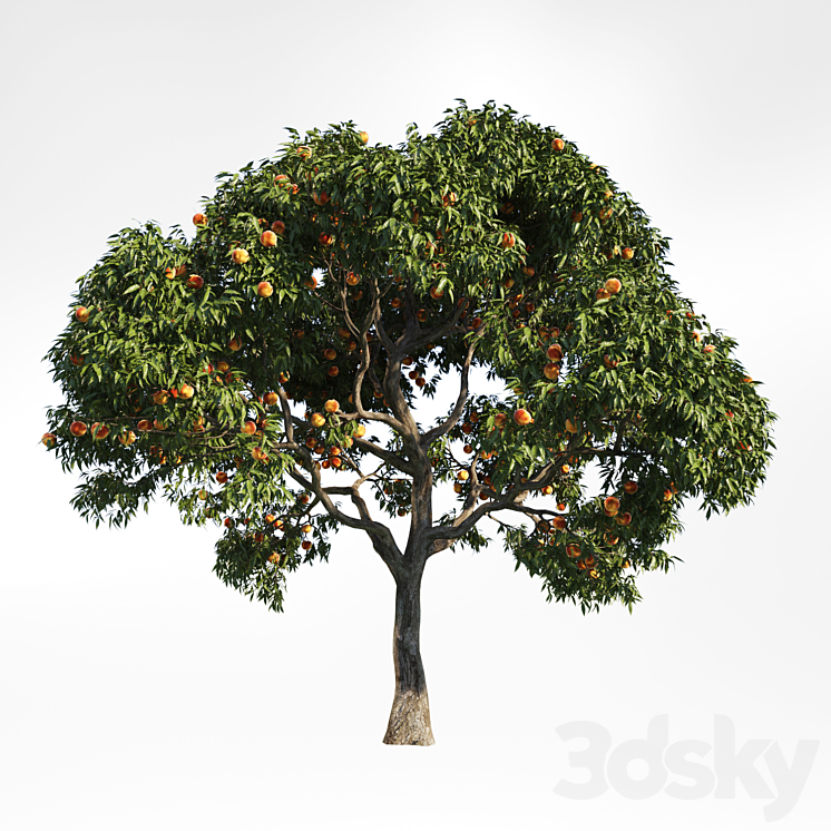 peach tree 10 3DS Max - thumbnail 1