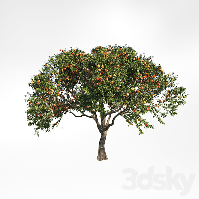 peach tree 2 3ds Max - thumbnail 1