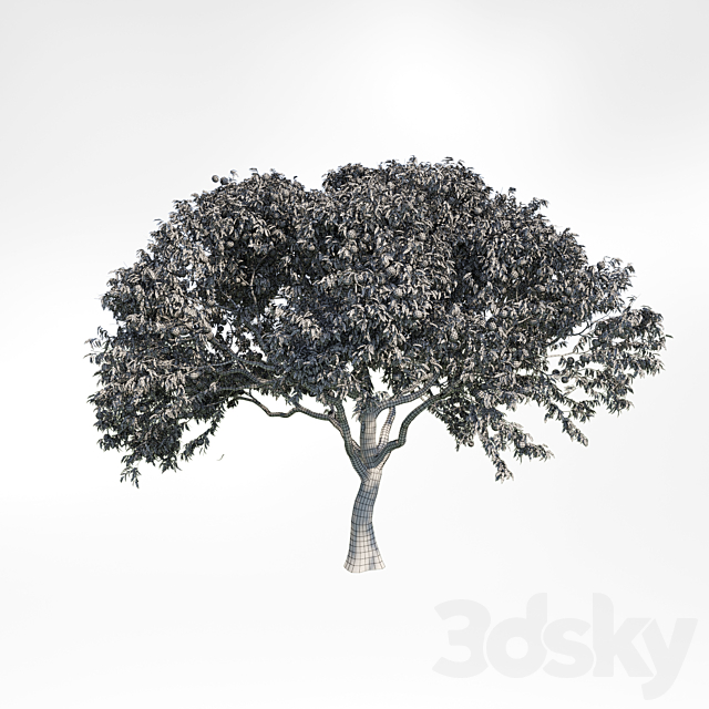 peach tree 2 3ds Max - thumbnail 2