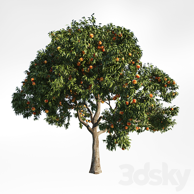 peach tree 9 3ds Max - thumbnail 1