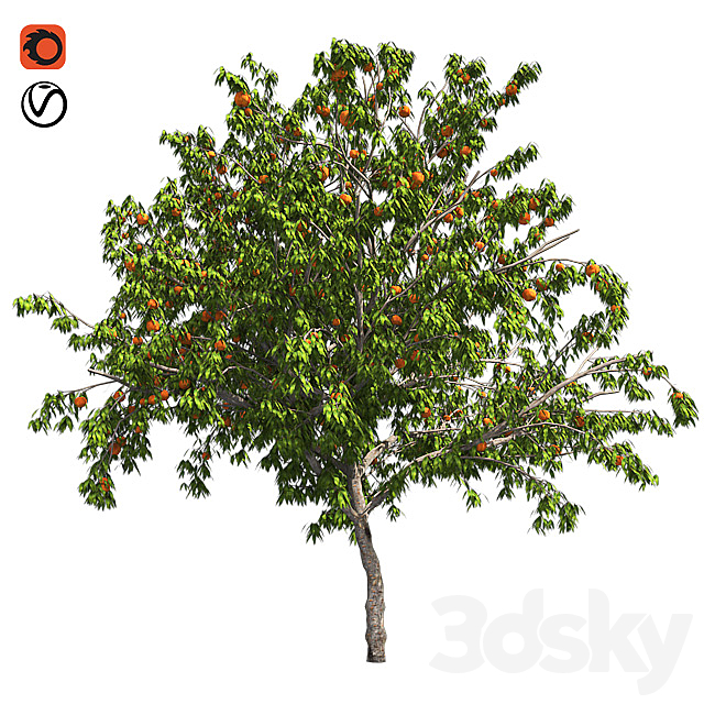 Peach tree with fruit 3DSMax File - thumbnail 1