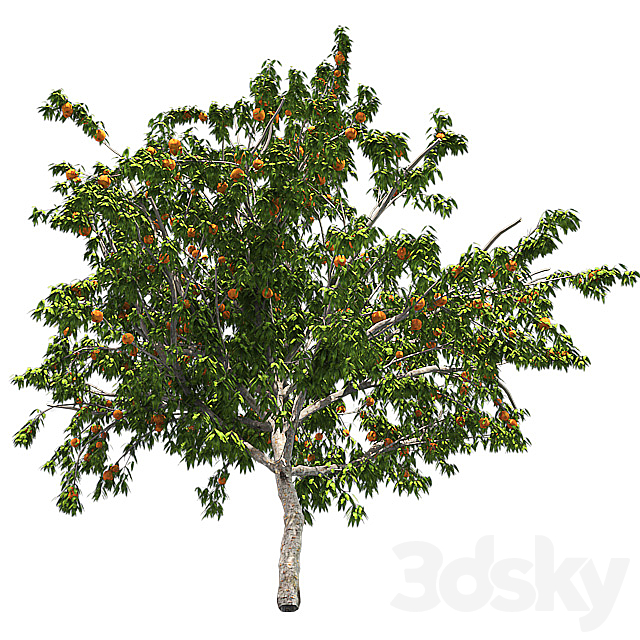 Peach tree with fruit 3DSMax File - thumbnail 3