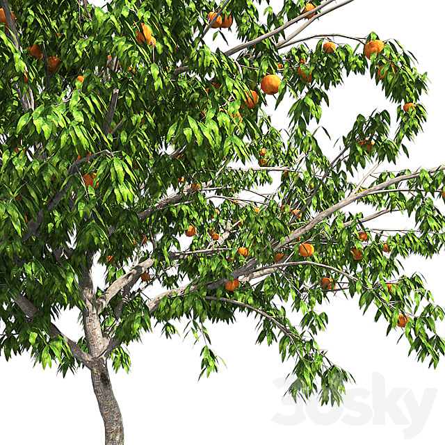 Peach tree with fruit 3DSMax File - thumbnail 4