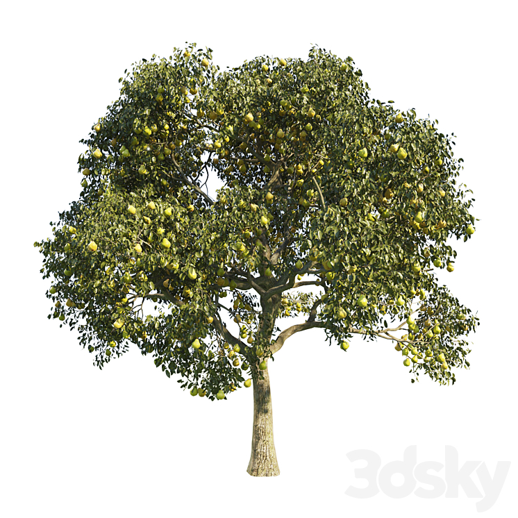 pear tree 1 3DS Max - thumbnail 1