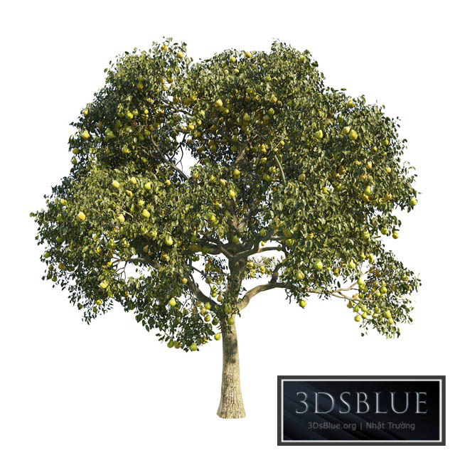 pear tree 1 3DS Max - thumbnail 3