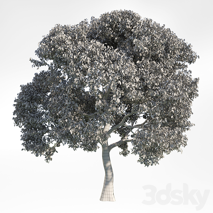 Pear Tree 8 3DS Max - thumbnail 2