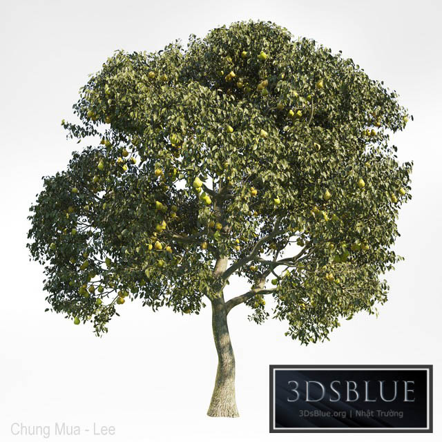 Pear Tree 8 3DS Max - thumbnail 3