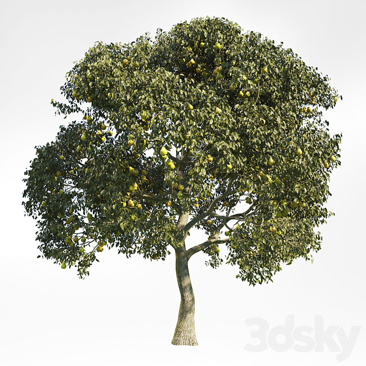 Pear Tree 8 3DS Max - thumbnail 1