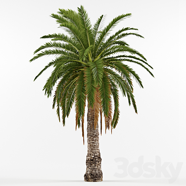 Phenicus Canary _ Phoenix Canariensis 3DSMax File - thumbnail 1