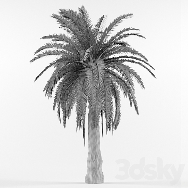 Phenicus Canary _ Phoenix Canariensis 3DSMax File - thumbnail 2