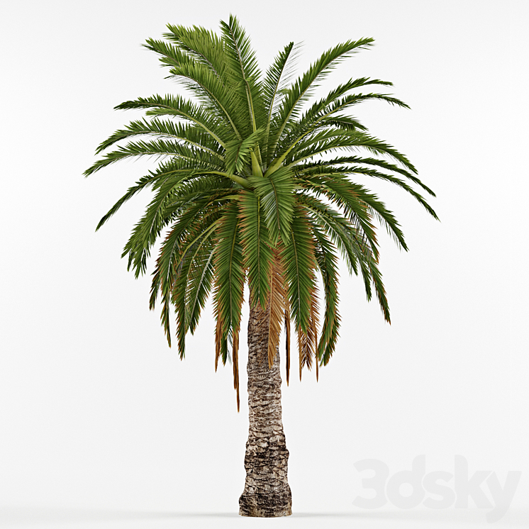 Phenicus Canary \/ Phoenix Canariensis 3DS Max - thumbnail 1